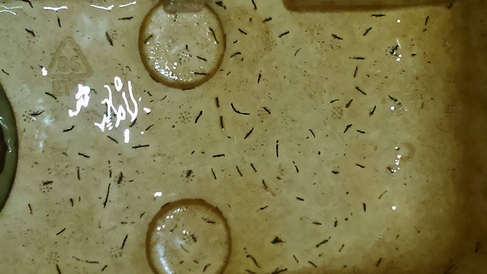 férgek ivóvízben megtisztítja a parazita férgek testét