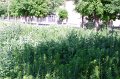 IMGP6585